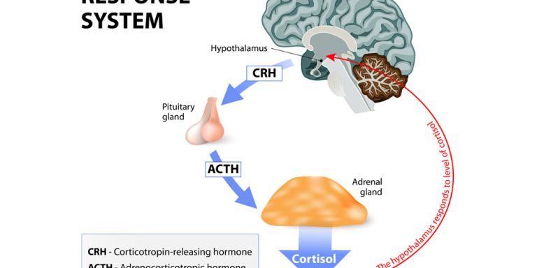 Central-Nervous-System-Immune-System